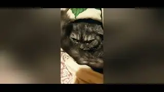 Роблокс. Рассказ о кошке