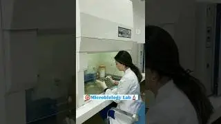 Do you love❤ this field??🎯 | Microbiology lab work | #microbiology