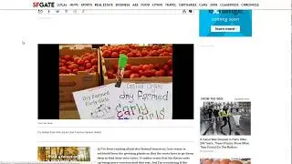 Growing More Tasty Tomatoes With Less Water