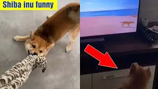 Shiba Inu Funny compilations TikTok 2021 - Best cute puppies Shiba dog