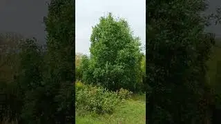 Посадки на участке