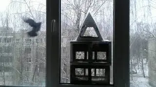 Изящная голубка и жалкая ворона И музыка для души Видео 277