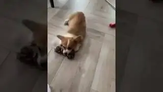 Корги Соломон Соломонович)) Питомник Воплощение мечты