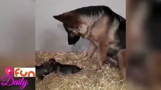 German Shephard Puppies