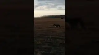 волк2