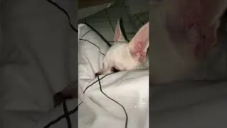 Служебная собака😜