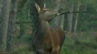 December Bronstroedel Veluwe movie