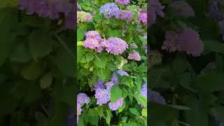 The Hydrangeas have bloomed on campus! 🥹