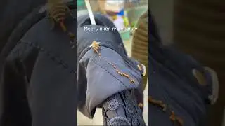 Приколы с пчёлами.Приколы 2023.