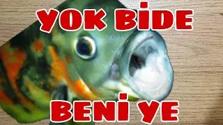 AKVARYUMA BU BALIĞI KOYMALA😄😄