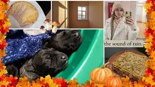 Влог//осень🍁// мои студенческие будни//стажировка и рождение щенят🐶//