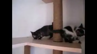 Котятки одобряют новое место)