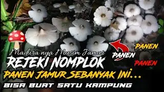 Alhamdulillah Dapet Jamur Lagi Bisa Buat Satu Kampung Di Awal Tahun 2024