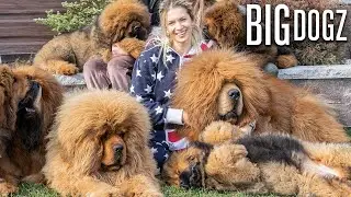 Tibetan Mastiffs - The 200lbs 'Bear Dogs' | BIG DOGZ