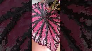 Бегония #plants #комнатныерастения #растения #моирастения #красота #нереальная #цветы