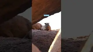 African Animals you’ve never heard of!