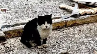 Ёввои пишак  совуқда қӯлдан гӯшт еди😃