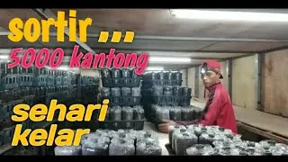 sehari sortir 5000 kantong || yang bagus 15 %.