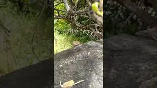 Усилие Улитки