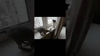 Маленький сфинкс дал сдачи