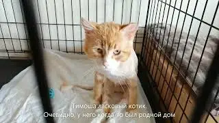 Тимоше нужна помощь