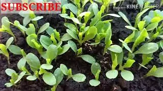 Lettuce at Pechay Black Behi