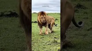 LION'S  SIMPLE LIFE🔥| ft.LION #lionattitudestatus #lion #lionquotes