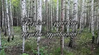 Берёза - русское 