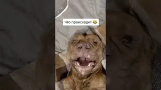 Когда увидел себя в зеркало)