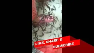 Fish Spa Pattaya