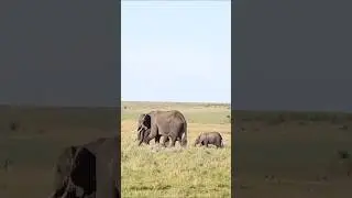 #elephant #animals #wildlife #shorts #youtubeshorts #trending #viralvideo #shortsfeed