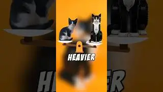 LEGO Cat vs Real Cat