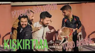 SİNCANDA KIŞKIRTMA(PİTBULL SALDIRDI!!)