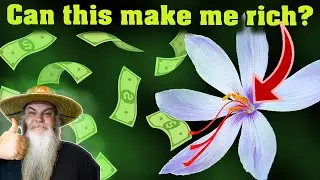Saffron. World's Most Expensive Spice from Bulb to Harvest. How I Plant & Grow It.