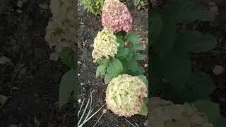 Гортензия Мейджикал Мунлайт.