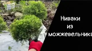 Ниваки из можжевельника. Вторая стрижка