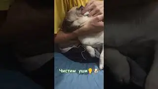 #собака #забавные #животные #собаки #топ #pug #мопс