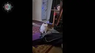 кот мяукает мем про настольные игры