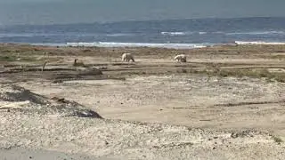 2 белых медведя Харасавэй