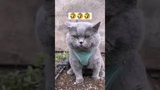 Manual Toilet 🤣🤣🤣 #funnyshorts #funnyvideo #shortsfeed #shortsvideo #shortsviral