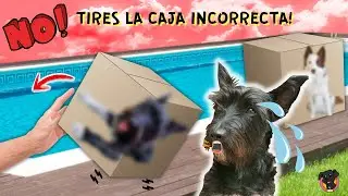 NO tires LA CAJA INCORRECTA a la PISCINA / aBcdARIO / Lana