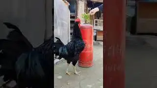 QORA SHAXZODA GIGANT 🐓 #short #shortvideo #viral #shorts #rek