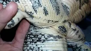 Is this tegu female or male ?
