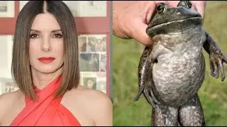 The Bored Game - Sandra Bullock or a Bull Frog