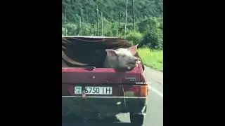 о мой мальчик