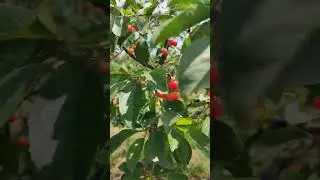 Лето досрочно. Молдова.