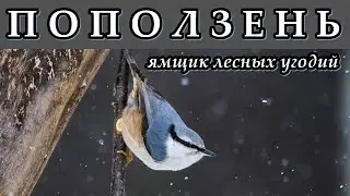 ПОПОЛЗЕНЬ - Ямщик лесных угодий