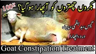 Bakro Dumbo Ke Aphara Ka Ilaj|Bakri Ki Gas Ka Ilaj