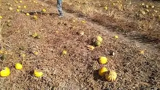 На полях астраханских фермеров гниют арбузы и дыни, видео Евгения Дунаева