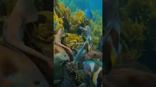 The Fish That Domesticated Humans